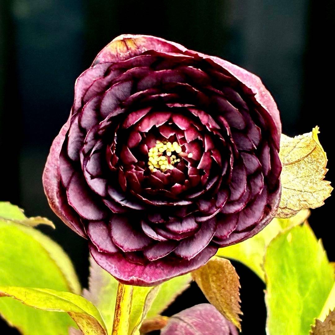 お*よ様 3651⭐️ダーク⭐️コロコロ小中輪⭐️超多弁⭐️艶ピコ⭐️コンパクト