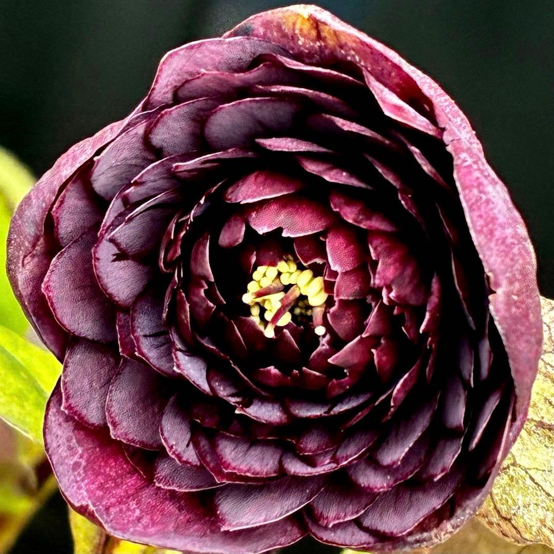 お*よ様 3651⭐️ダーク⭐️コロコロ小中輪⭐️超多弁⭐️艶ピコ⭐️コンパクト