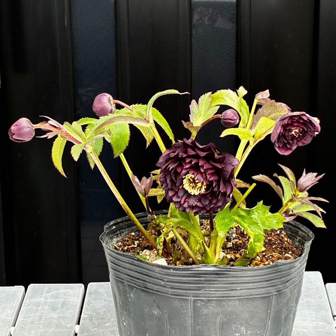 お*よ様 3651⭐️ダーク⭐️コロコロ小中輪⭐️超多弁⭐️艶ピコ⭐️コンパクト