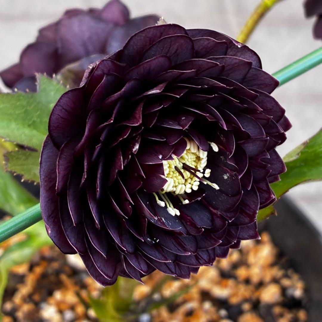 お*よ様 3651⭐️ダーク⭐️コロコロ小中輪⭐️超多弁⭐️艶ピコ⭐️コンパクト