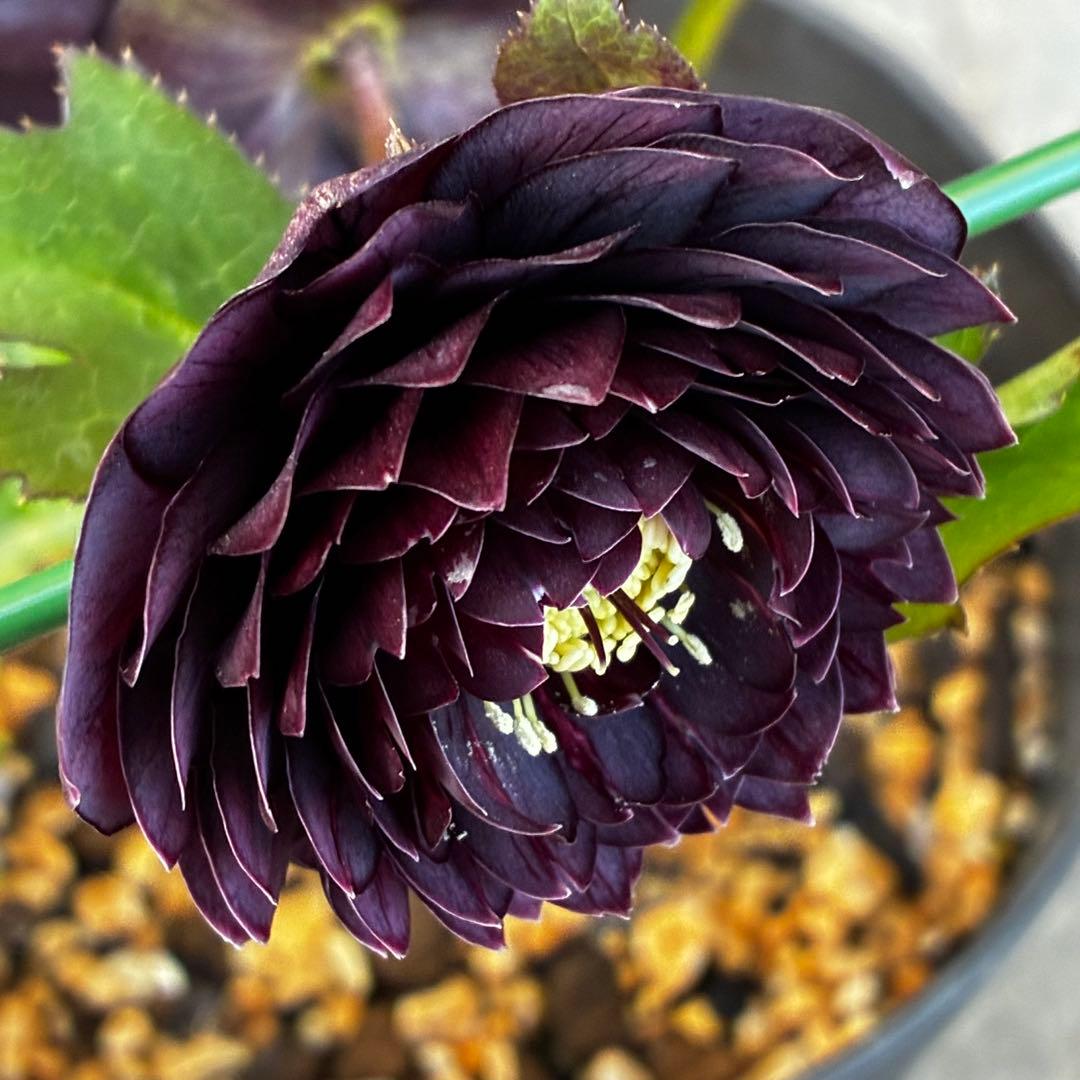 お*よ様 3651⭐️ダーク⭐️コロコロ小中輪⭐️超多弁⭐️艶ピコ⭐️コンパクト