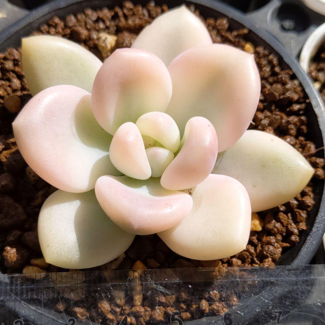 ♥桜空ちゃん専用♥　丸葉アリエールホワイトニングピンク斑入り