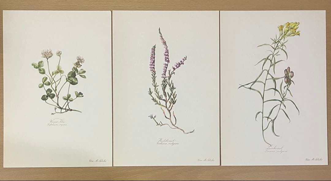 No.437ドイツ ヴィンテージ 紙もの ボタニカルアート 植物図鑑 水彩画