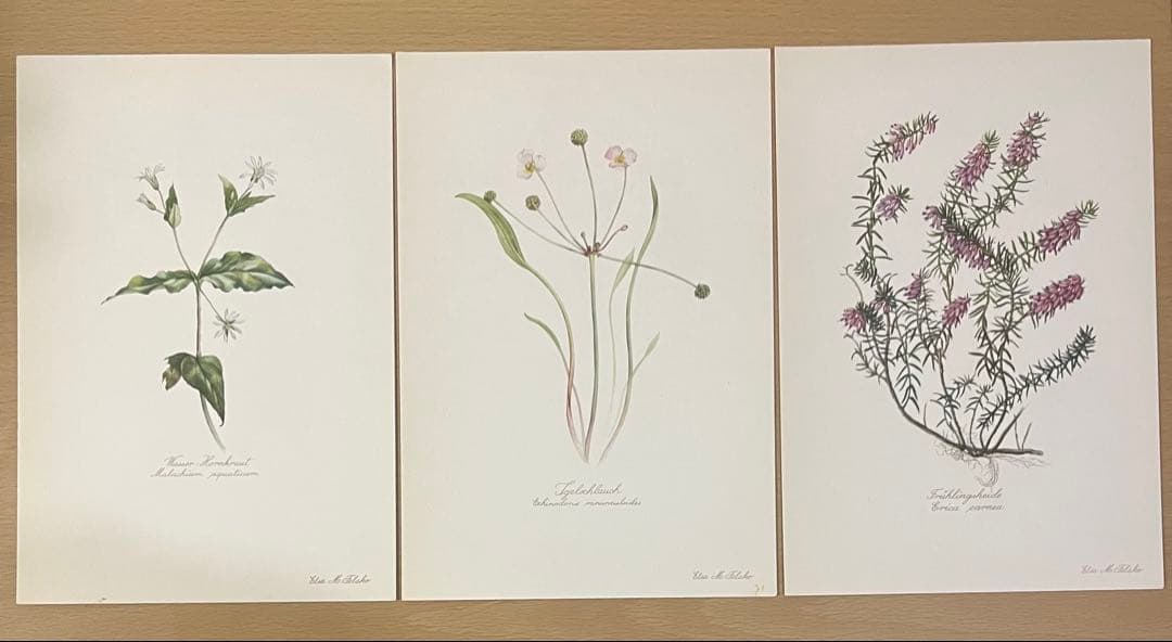 No.437ドイツ ヴィンテージ 紙もの ボタニカルアート 植物図鑑 水彩画
