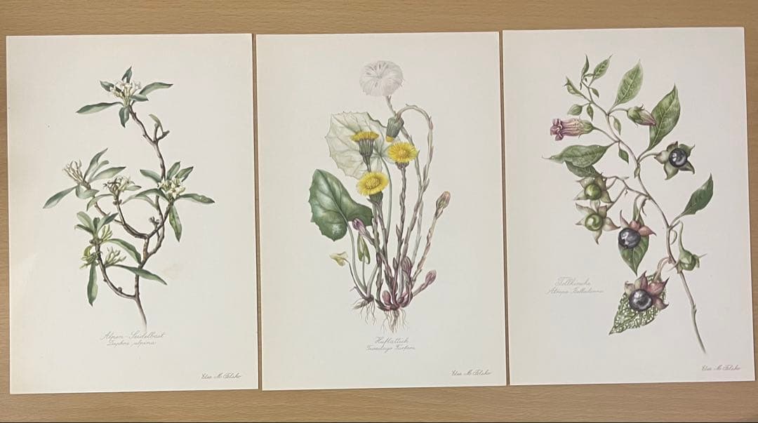 No.437ドイツ ヴィンテージ 紙もの ボタニカルアート 植物図鑑 水彩画