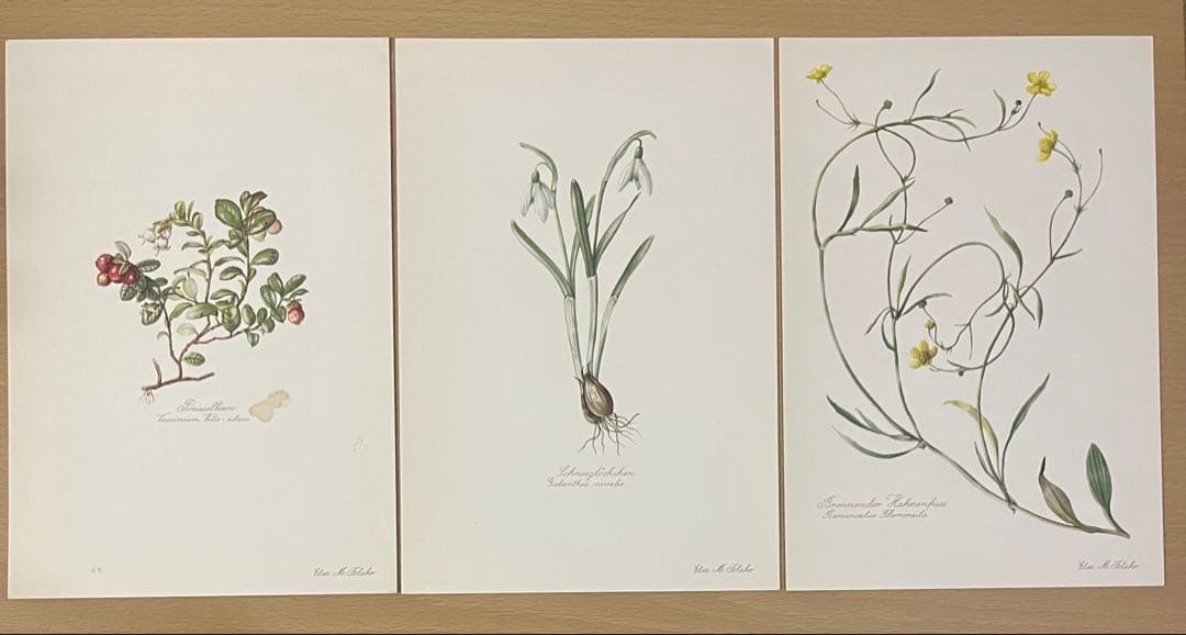 No.437ドイツ ヴィンテージ 紙もの ボタニカルアート 植物図鑑 水彩画