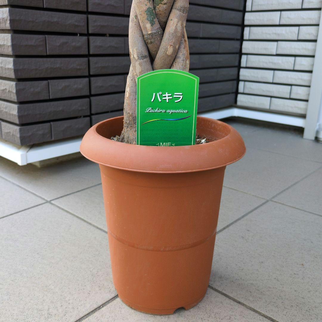 観葉植物　パキラ アクアティカ　グラブラ　編み込み仕立て ７号鉢