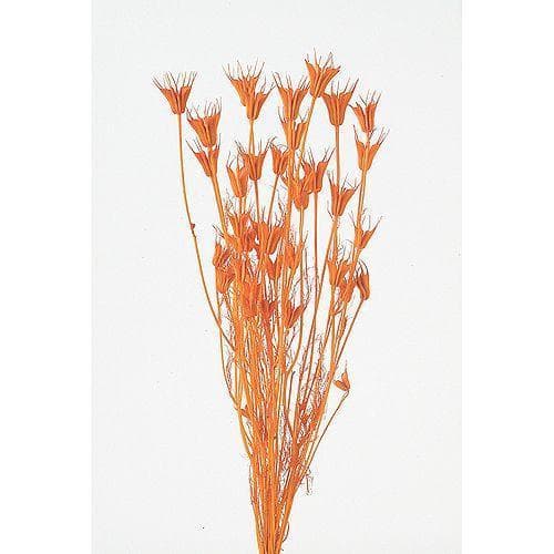 パンパス&ワイルドフラワーのちょっとカラフルなスワッグL（ブーケ）再販30回以上