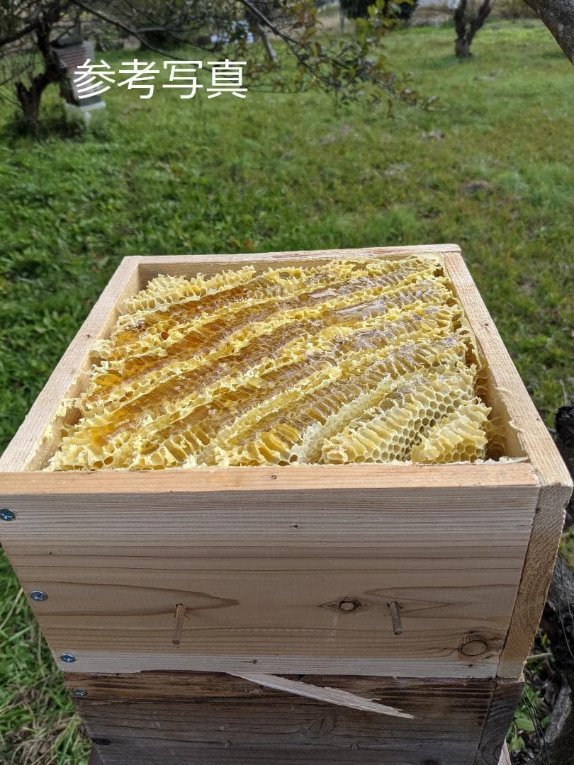 日本蜜蜂巣箱　九州より分蜂北上中！！　814
