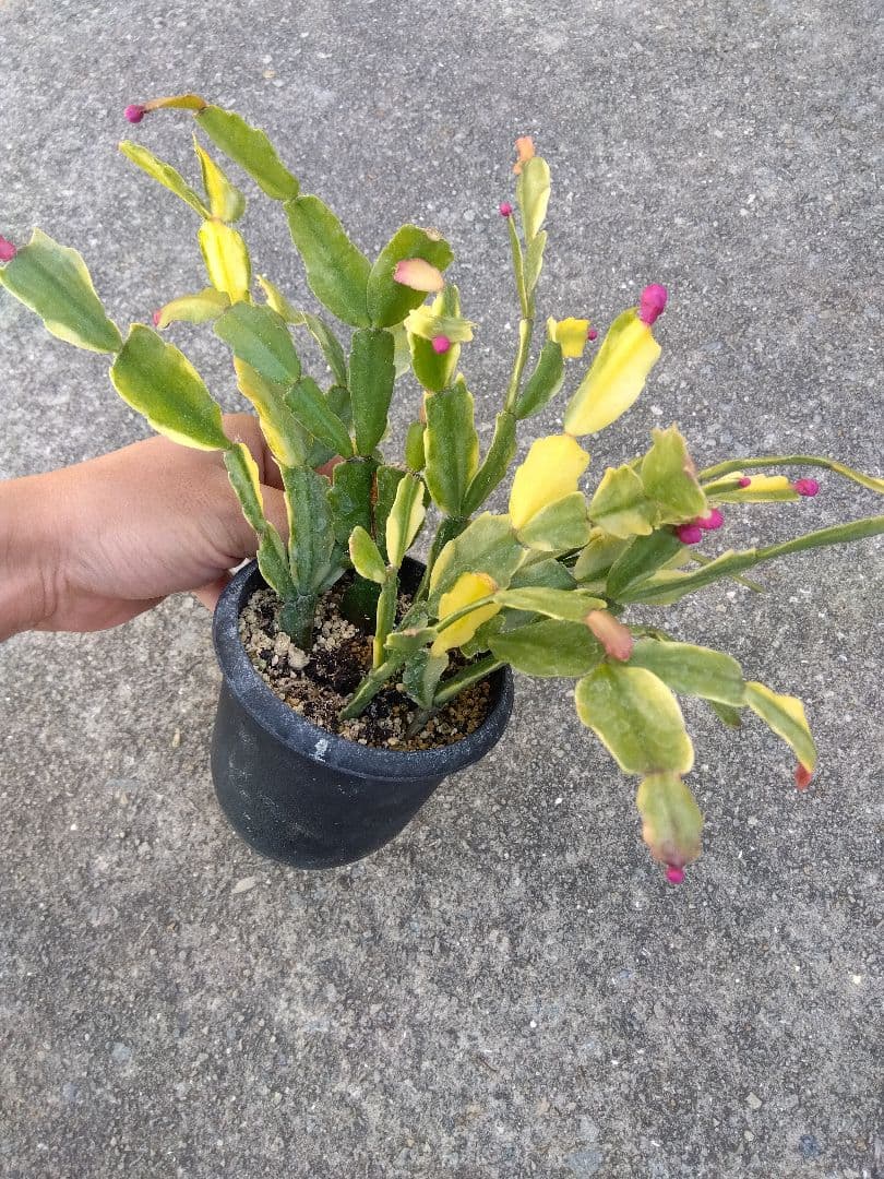 ヒザボロ亭ヘルニ屋　シャコバサボテン　斑入り　3.5号鉢つき　4株群生