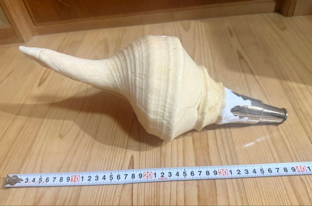 大型アラフラオオニシ法螺貝40㎝　ほら貝　ホラガイ