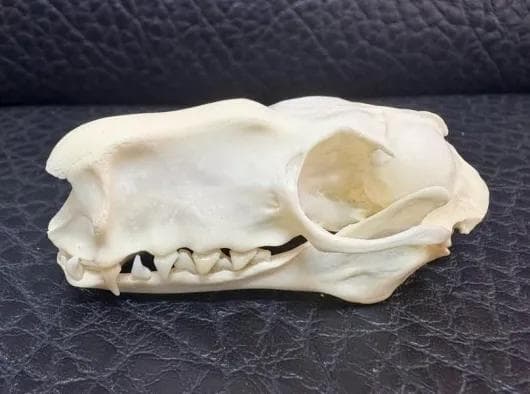 珍獣 ウマヅラコウモリ ♂ （Hammer-headed Bat）頭骨