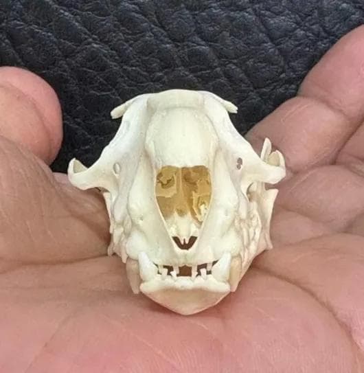 珍獣 ウマヅラコウモリ ♂ （Hammer-headed Bat）頭骨