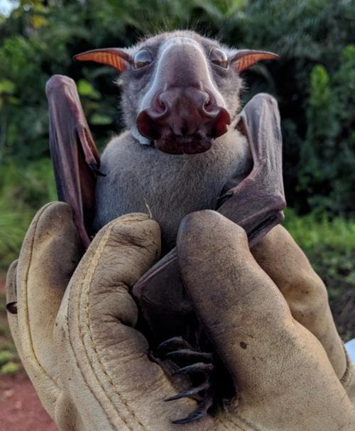 珍獣 ウマヅラコウモリ ♂ （Hammer-headed Bat）頭骨
