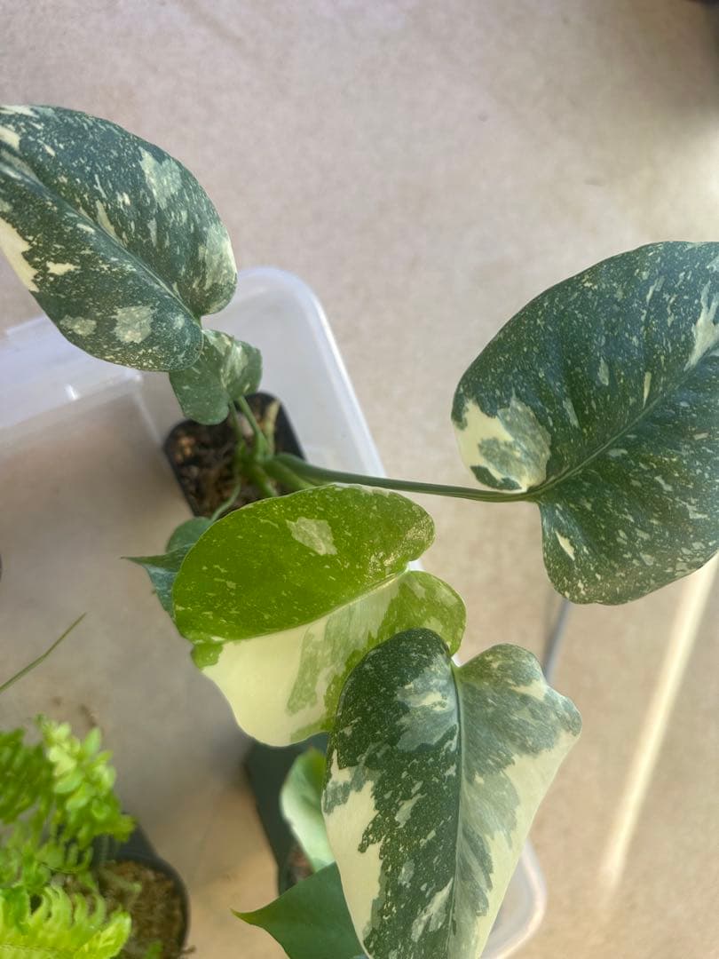 観葉植物セット