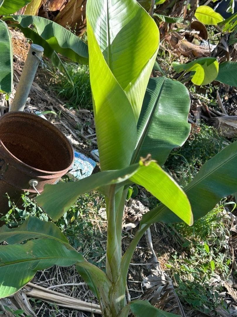 145cm◆ドワーフナムワ、最高峰＝ナムワアイス・ヌアンジュン.バナナ苗◆耐寒強