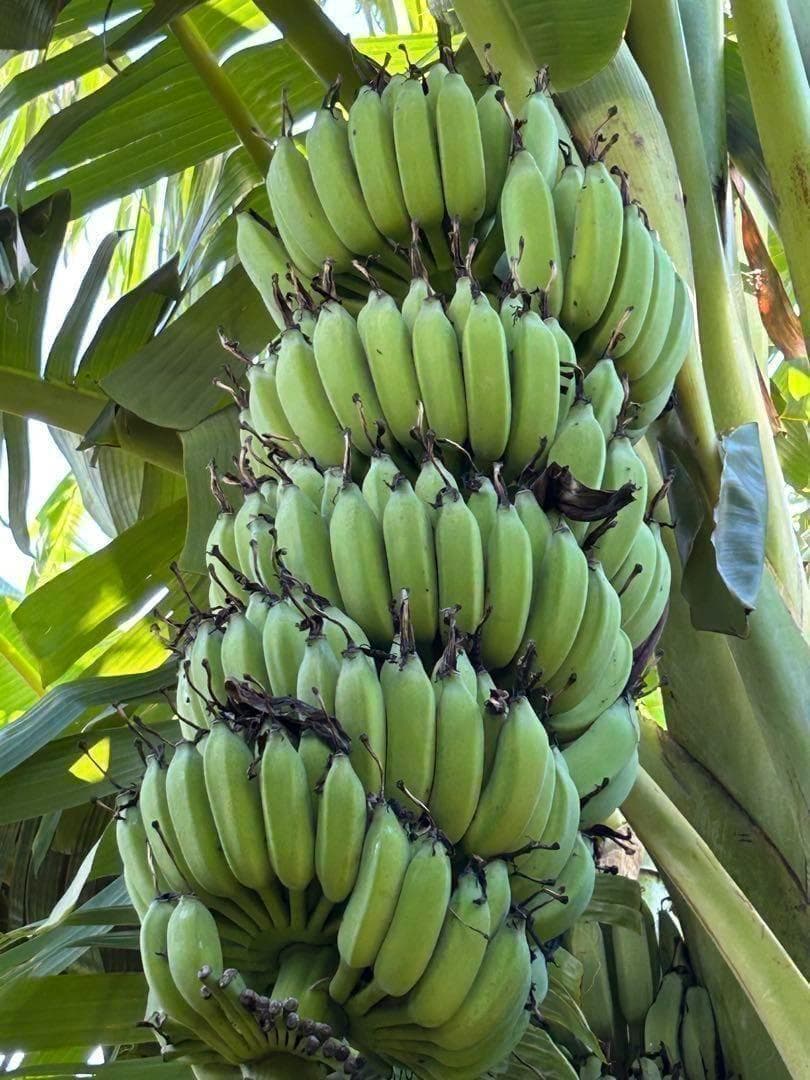 145cm◆ドワーフナムワ、最高峰＝ナムワアイス・ヌアンジュン.バナナ苗◆耐寒強