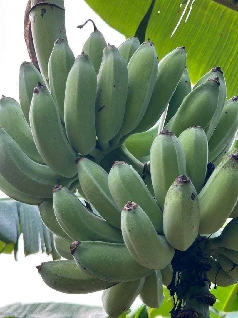 145cm◆ドワーフナムワ、最高峰＝ナムワアイス・ヌアンジュン.バナナ苗◆耐寒強