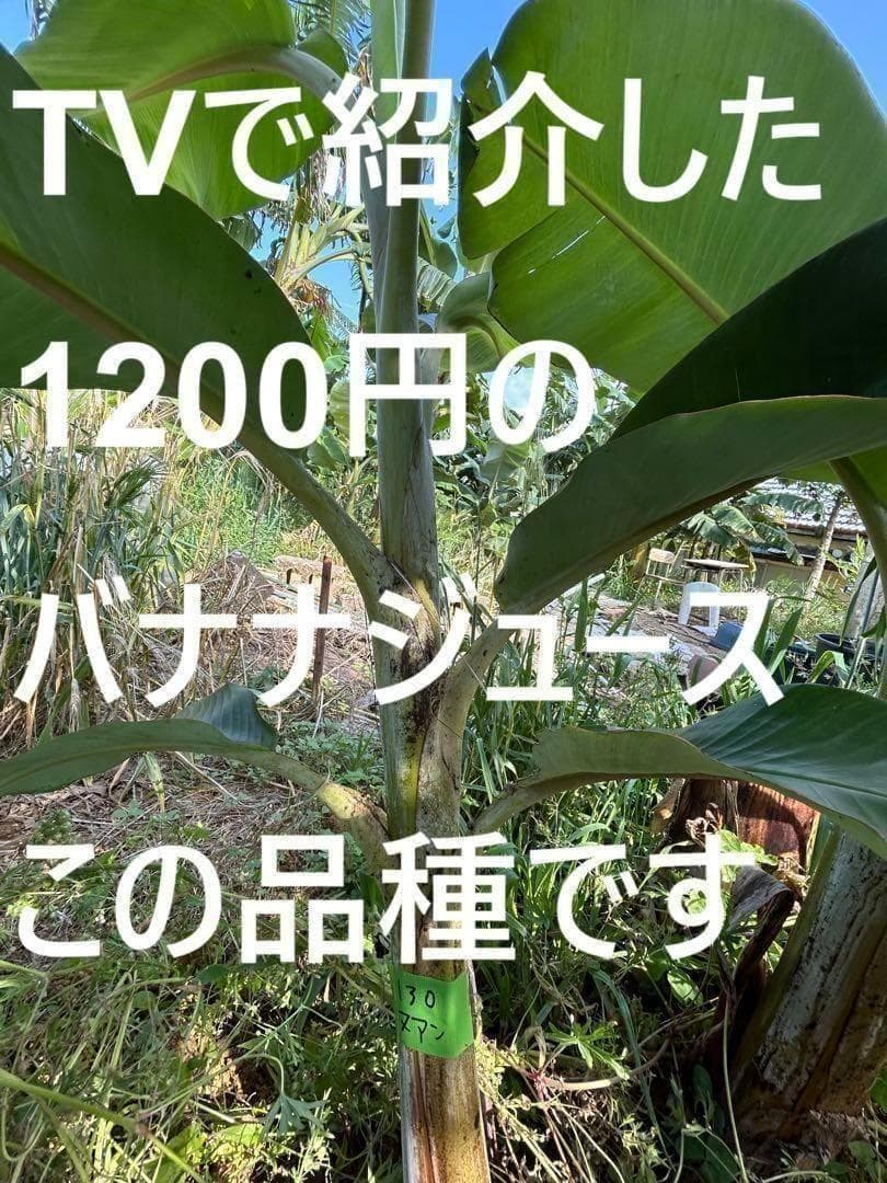 145cm◆ドワーフナムワ、最高峰＝ナムワアイス・ヌアンジュン.バナナ苗◆耐寒強