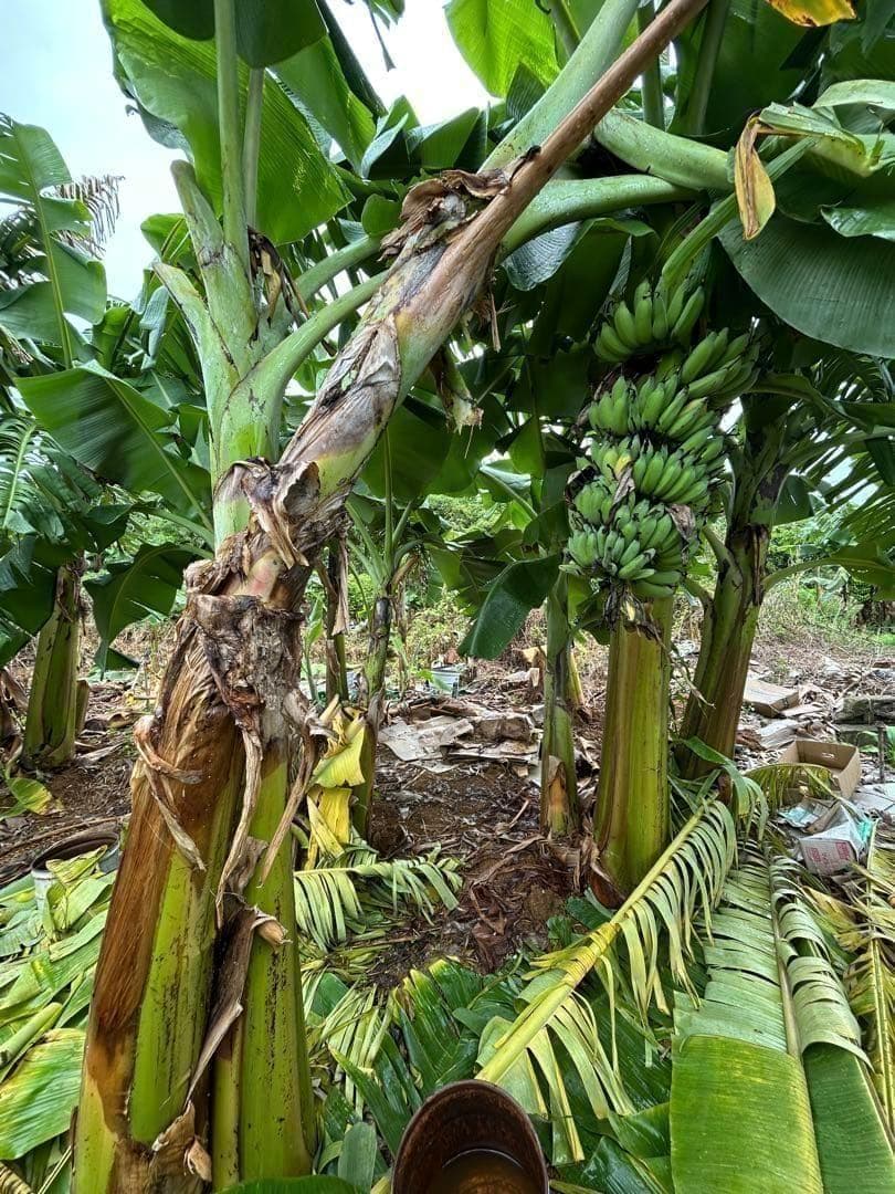 145cm◆ドワーフナムワ、最高峰＝ナムワアイス・ヌアンジュン.バナナ苗◆耐寒強