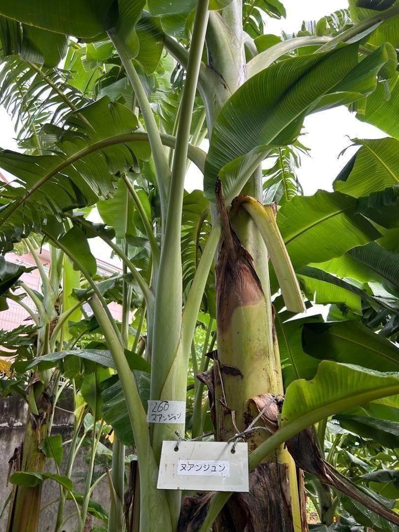 145cm◆ドワーフナムワ、最高峰＝ナムワアイス・ヌアンジュン.バナナ苗◆耐寒強