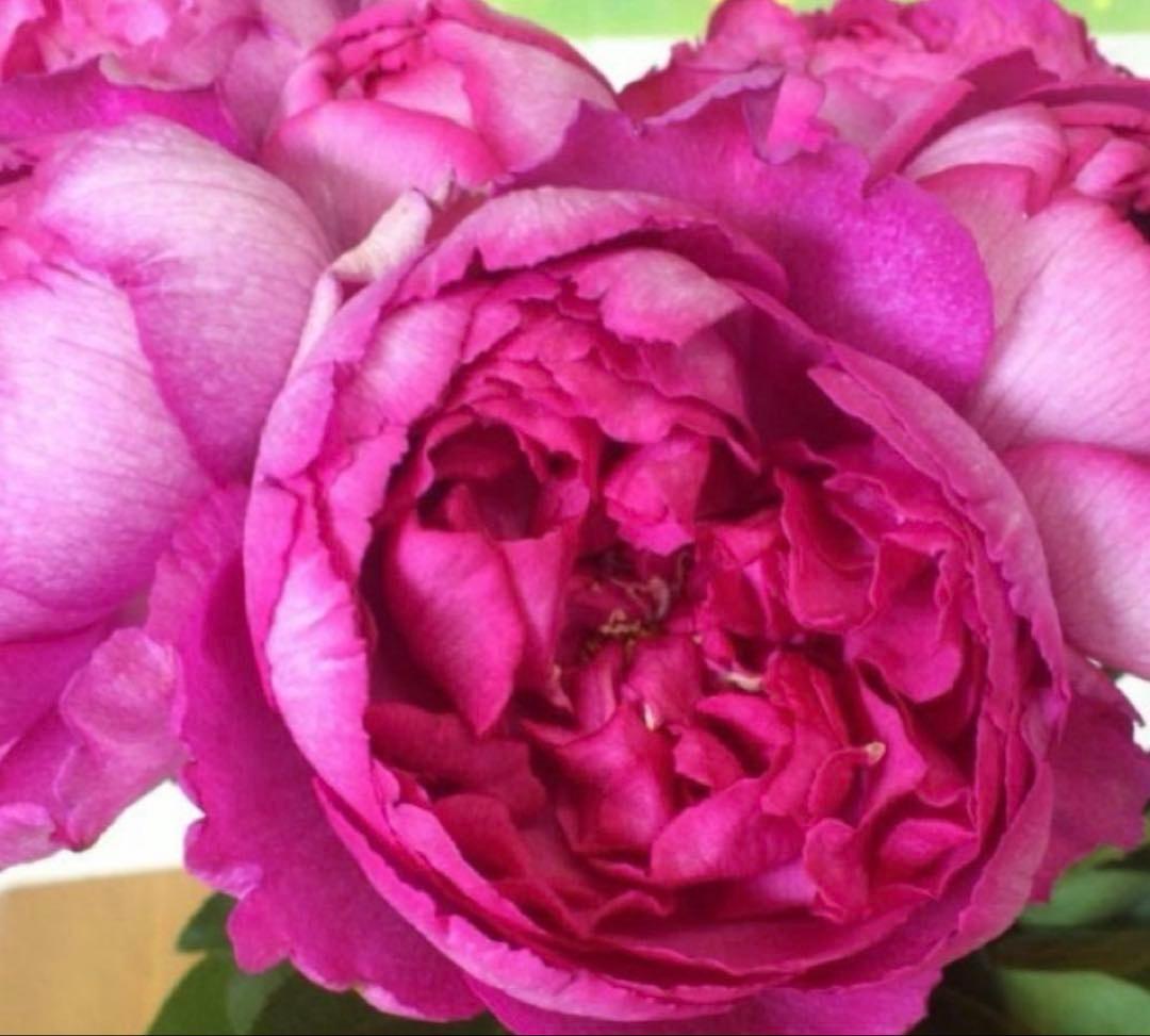 バラ苗　超希少流通無し幻のイブ 購入前にコメント