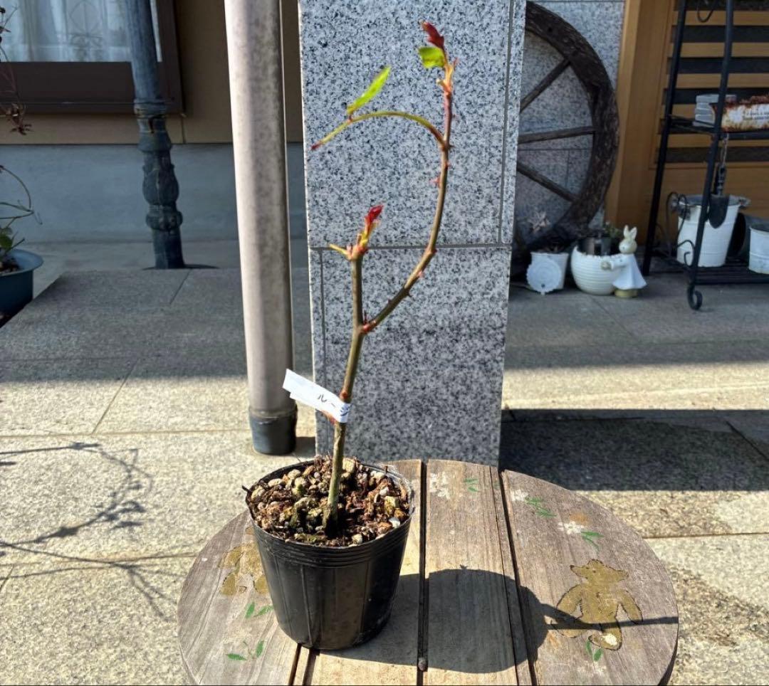 バラ苗　超希少流通無し幻のイブ 購入前にコメント