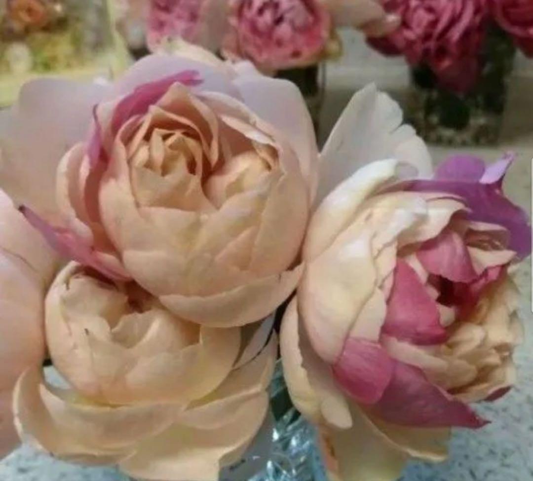 バラ苗　超希少流通無し幻のイブ 購入前にコメント