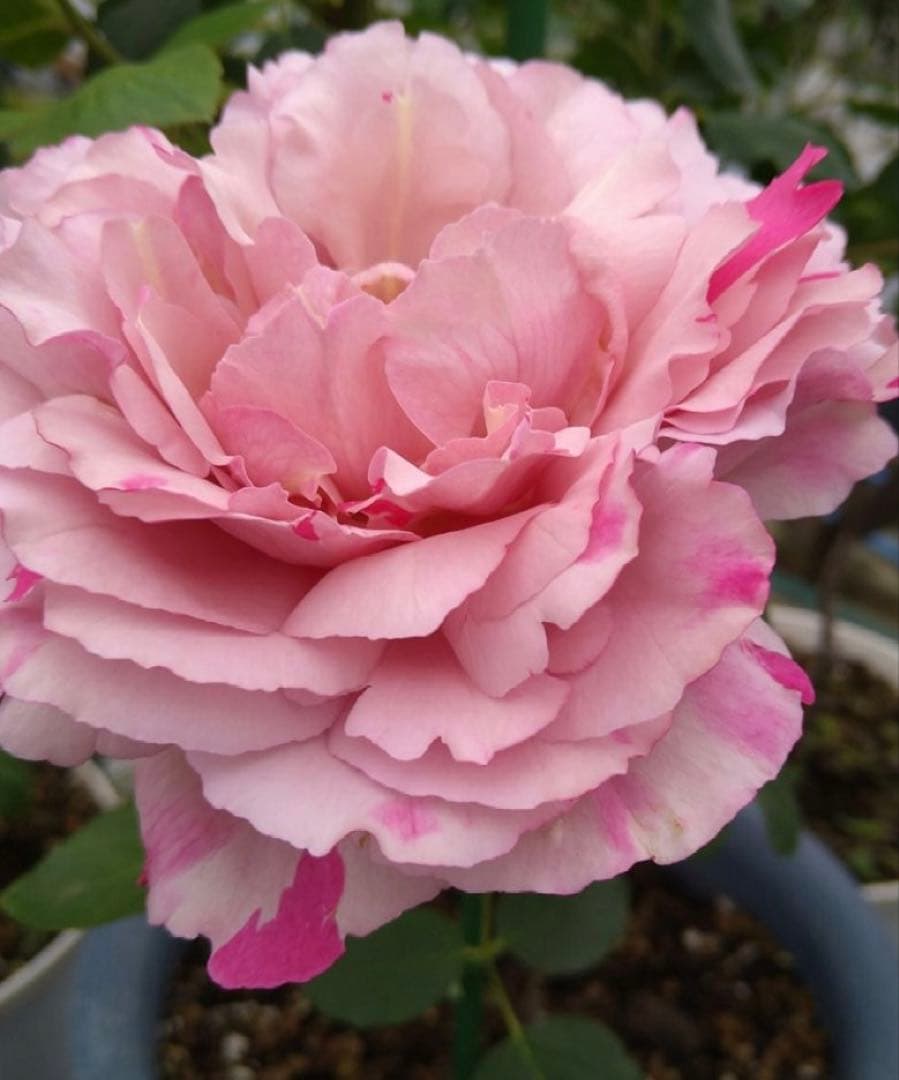 バラ苗　超希少流通無し幻のイブ 購入前にコメント