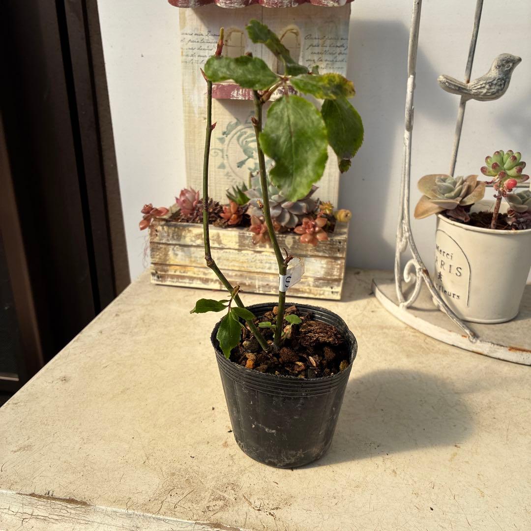 バラ苗　超希少流通無し幻のイブ 購入前にコメント