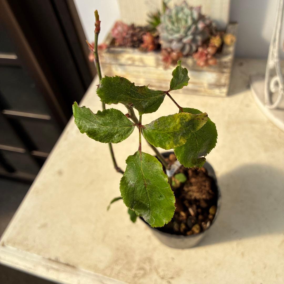 バラ苗　超希少流通無し幻のイブ 購入前にコメント