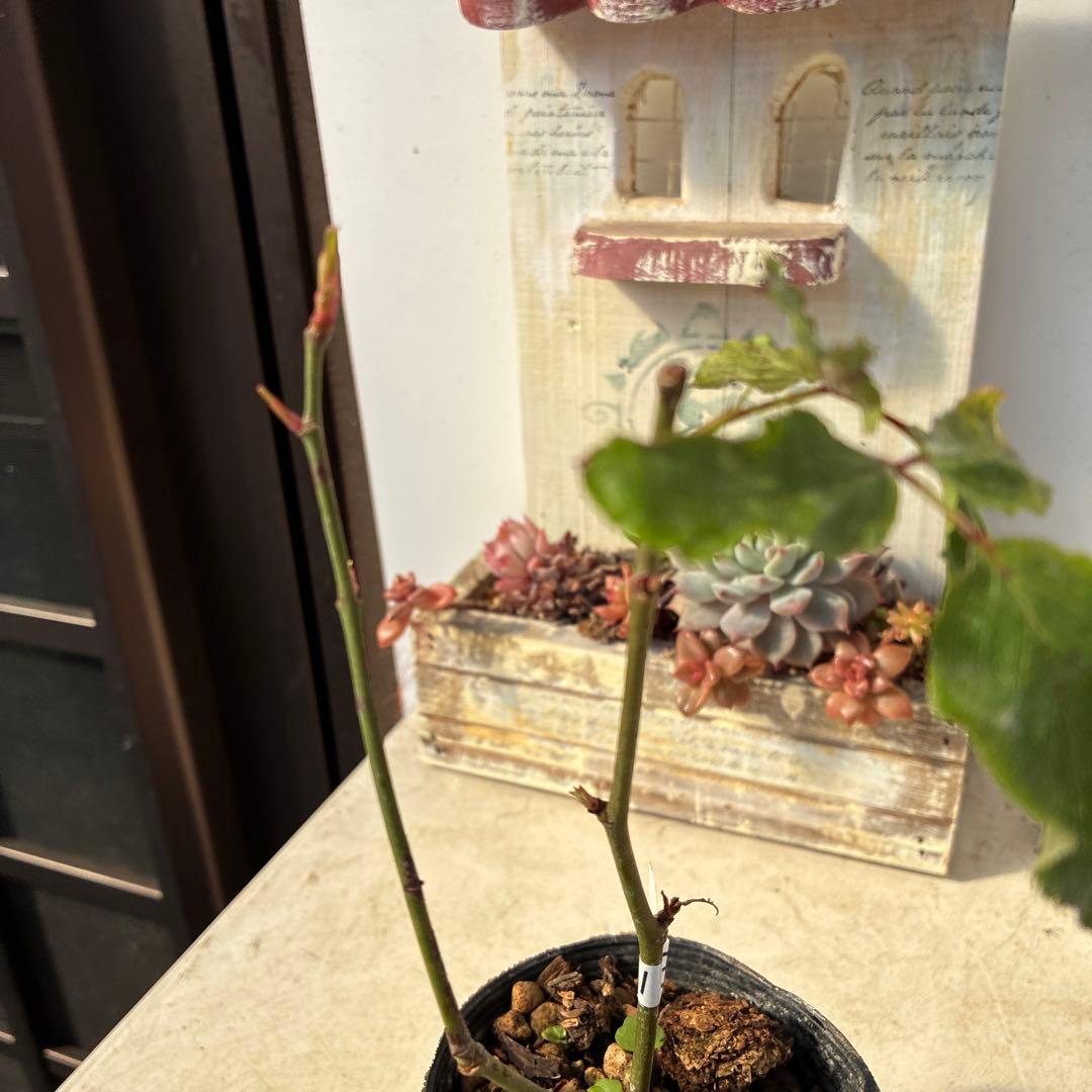 バラ苗　超希少流通無し幻のイブ 購入前にコメント