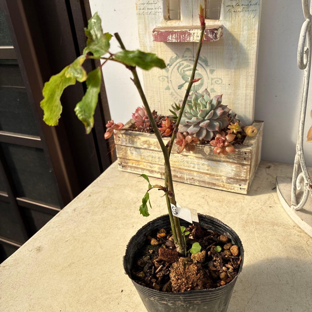 バラ苗　超希少流通無し幻のイブ 購入前にコメント