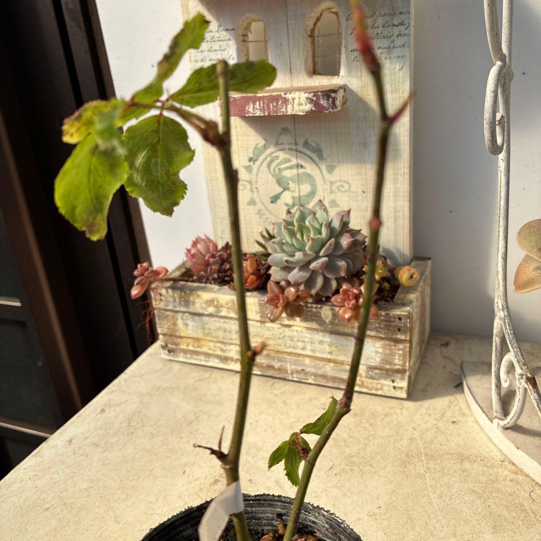 バラ苗　超希少流通無し幻のイブ 購入前にコメント