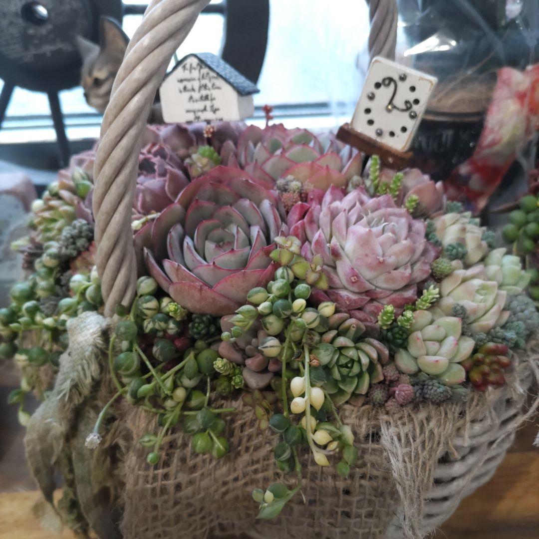 多肉植物 ♡そのまま飾れる寄せ植え♡バスケット✩.*˚