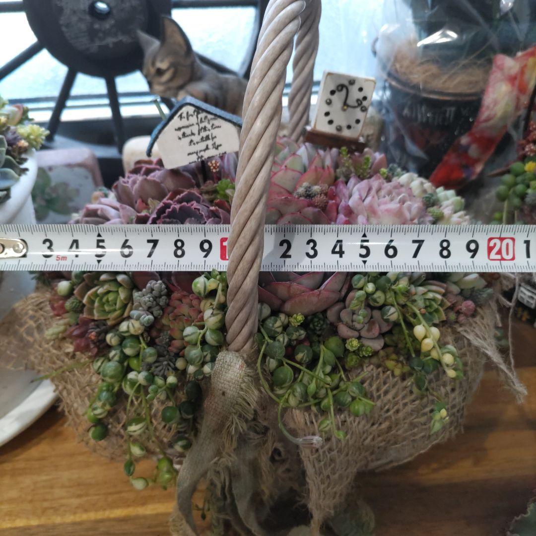多肉植物 ♡そのまま飾れる寄せ植え♡バスケット✩.*˚