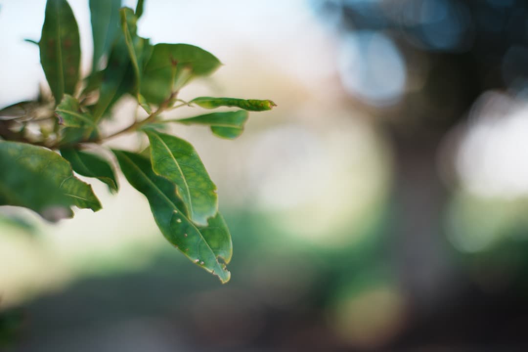 【珍個体】Carl Zeiss Planar 50mm F1.4 AEJ 030