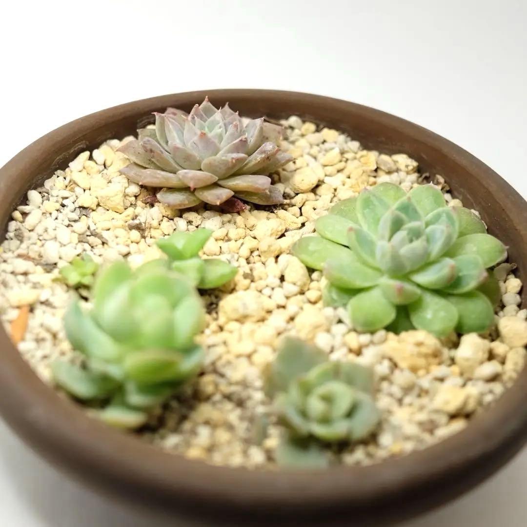 Fujinon XF 27mm f2.8 レンズ フジツボフード付き