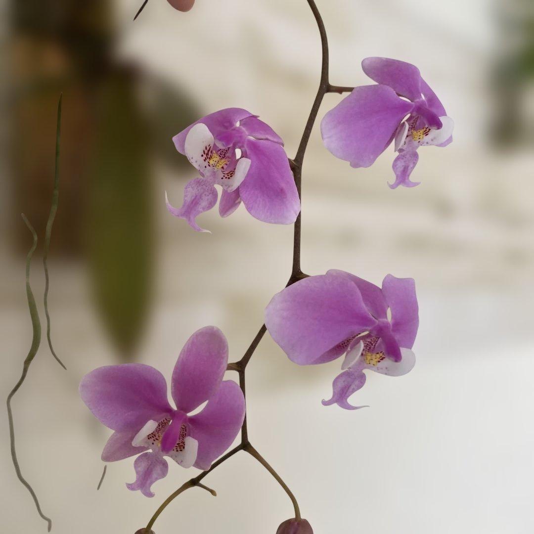 自然種　希少　ネグロス島　胡蝶蘭　ファレノプシス　シレリアナ　洋蘭原種