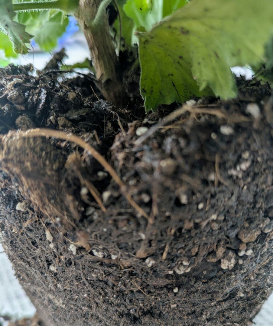 ♡べーしーる様♡