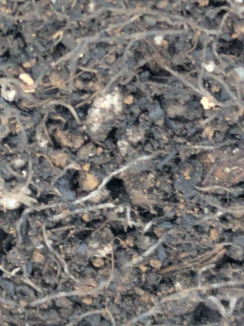 ♡べーしーる様♡