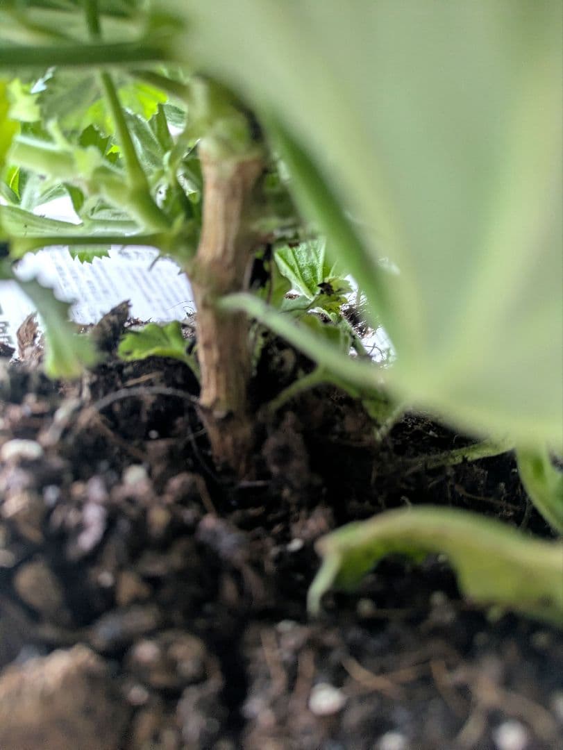 ♡べーしーる様♡