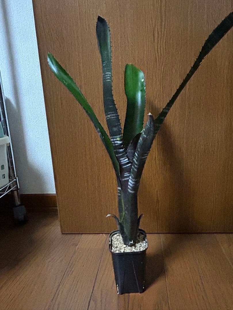 ビルベルギア　ダースベイダー