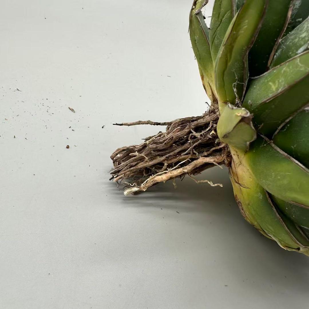 よ*ん様 多肉植物・アガベ特選 ダルマ笹の雪 濃白株 極上株 包葉 球形