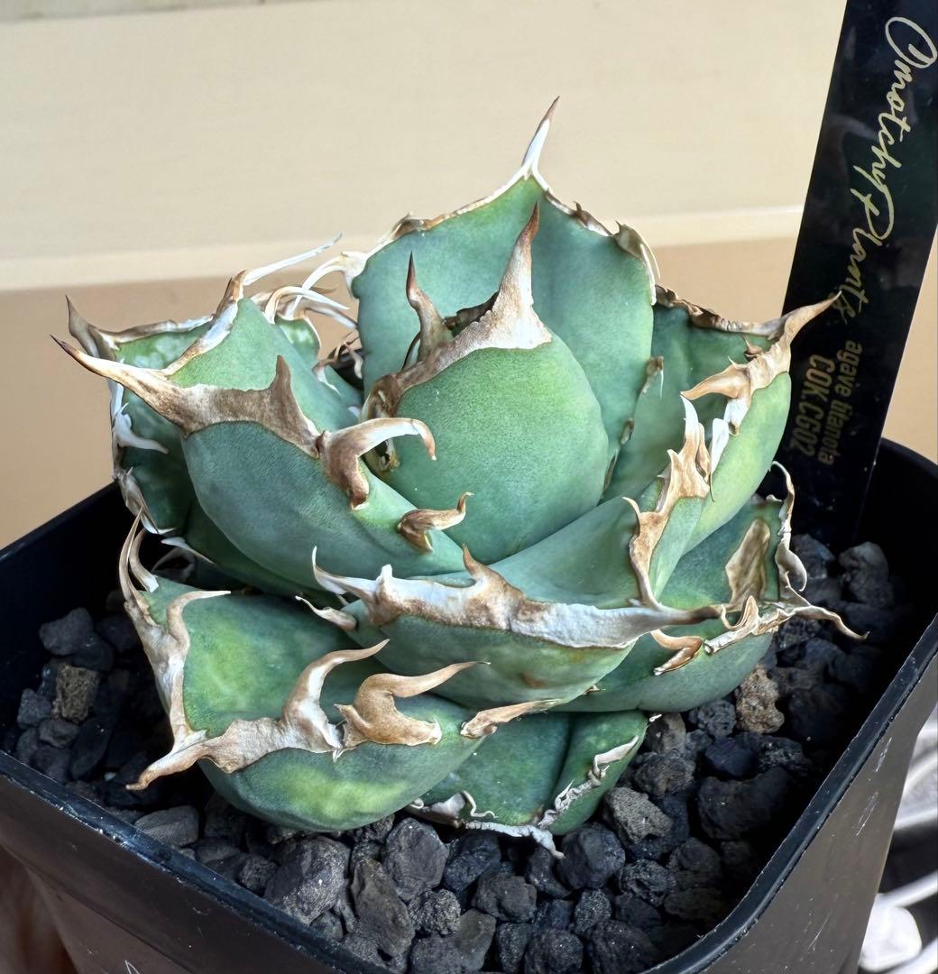 【鉢ごと発送】アガベ チタノタ COK CG-02【丸型・強鋸歯・幅広短葉】