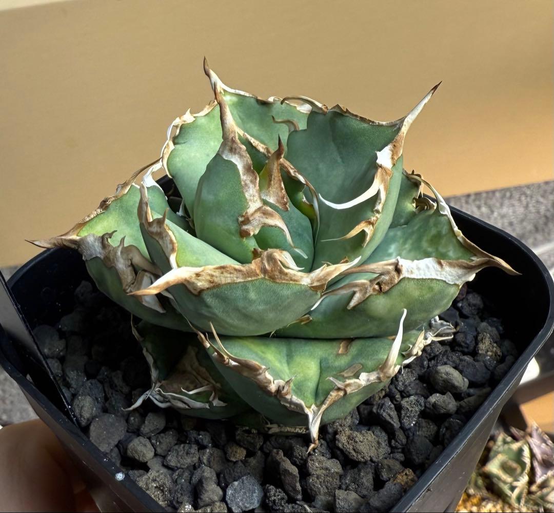 【鉢ごと発送】アガベ チタノタ COK CG-02【丸型・強鋸歯・幅広短葉】