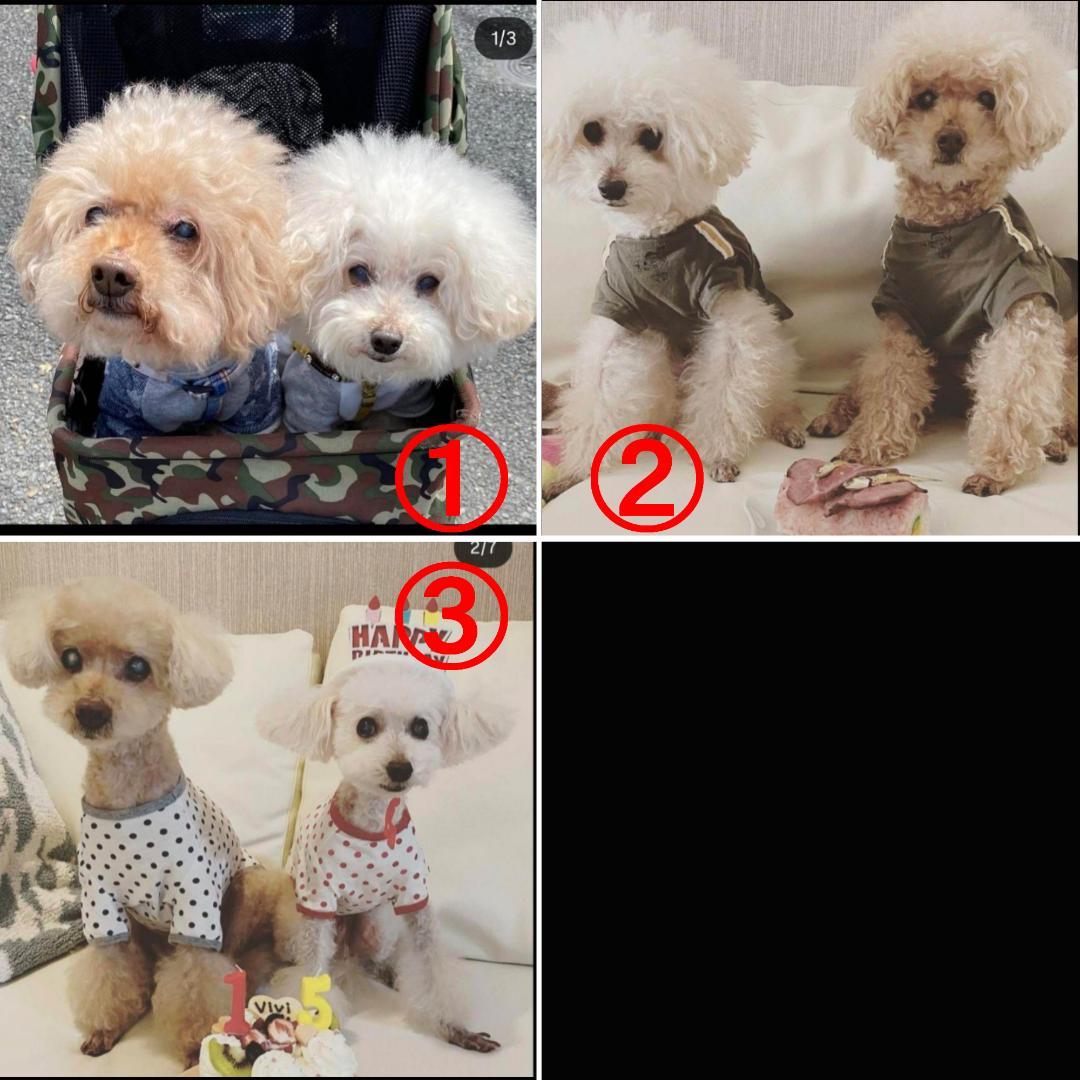 羊毛フェルト いおさま　トイプー　フレーム　ハンドメイド　オーダー