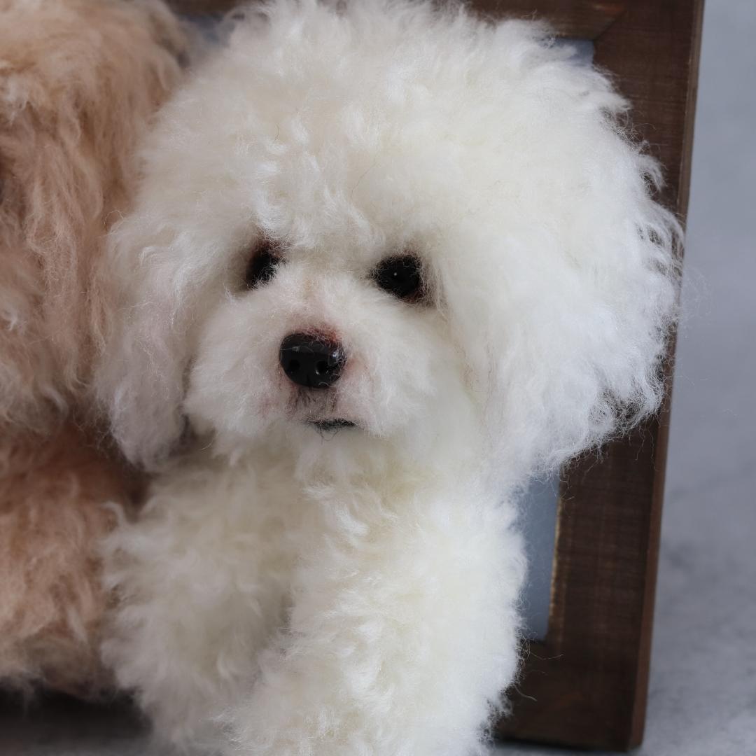 羊毛フェルト いおさま　トイプー　フレーム　ハンドメイド　オーダー