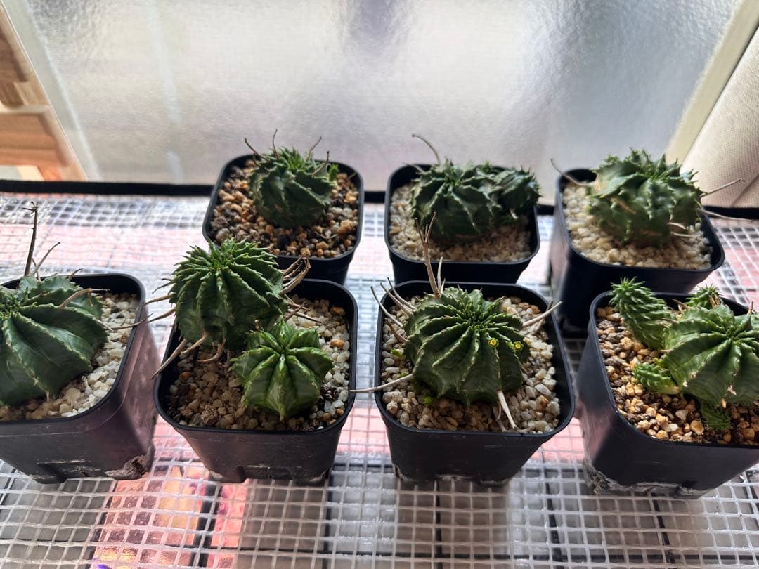 ユーフォルビアバリダ　⭐︎カキコ付き