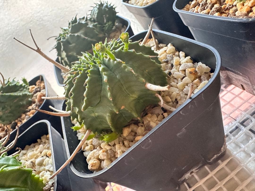 ユーフォルビアバリダ　⭐︎カキコ付き